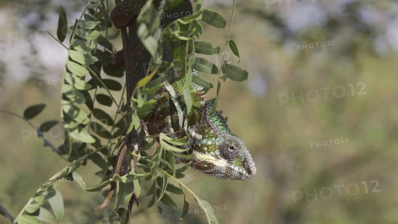 Close-up of bright green chameleon hanging down swaying on thin tree branch among green leaves on sunny day. Panther chameleon