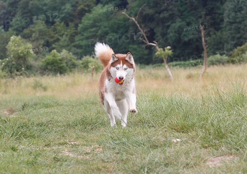 Siberian Husky