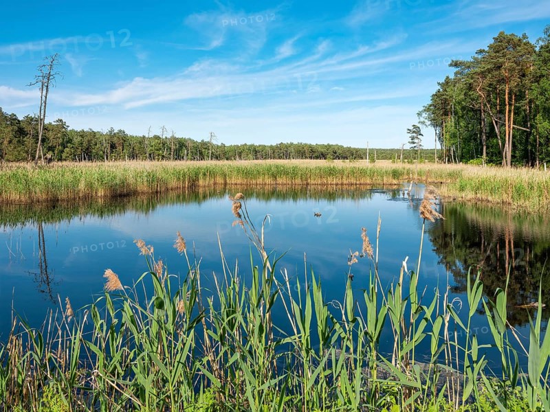Moor in the Dueben Heath