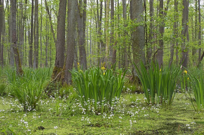 Alder carr showing black alder trees and aquatic plants like yellow flag