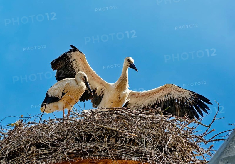 White storks