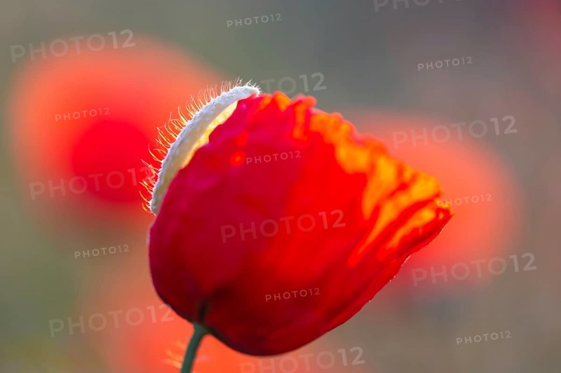 Gossip poppy