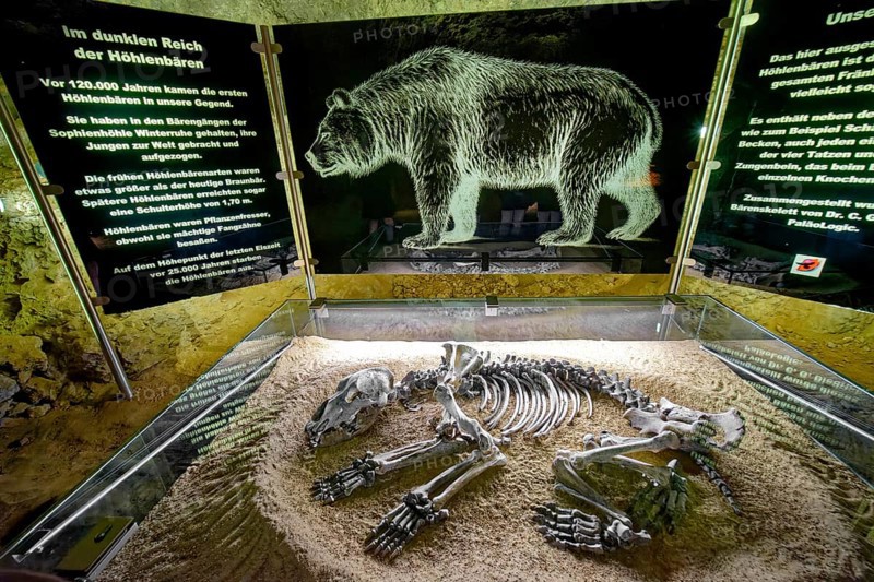 Skeleton of a cave bear