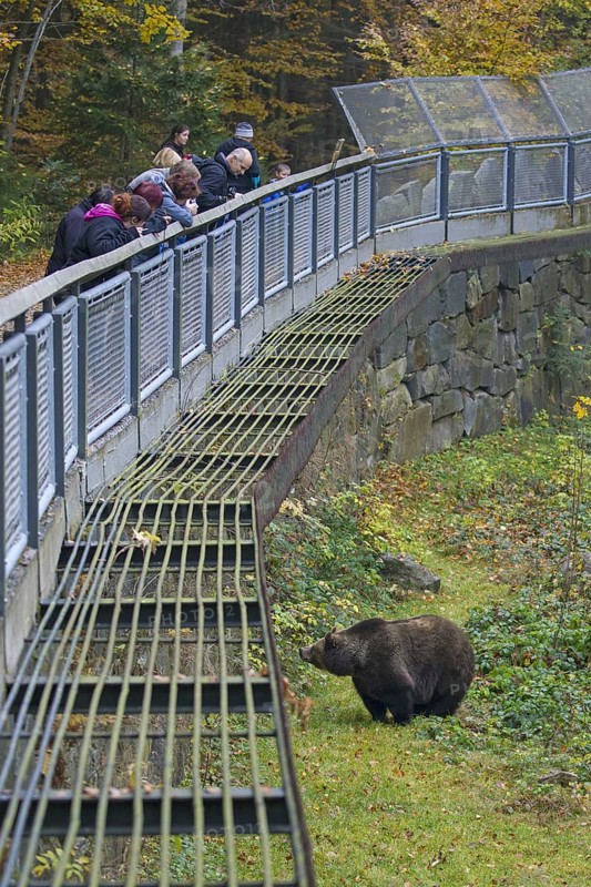Tourists looking at European brown bear at the Tierfreigelaende