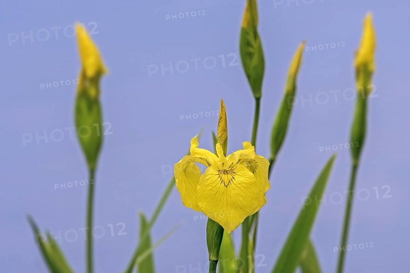 Yellow flag