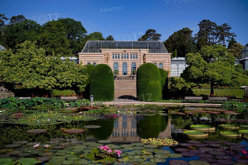 Water Lily Pond