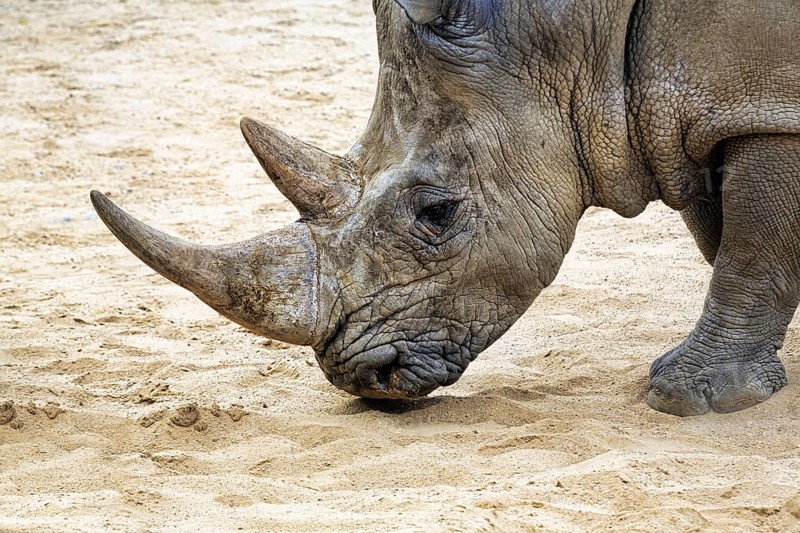 White rhinoceros