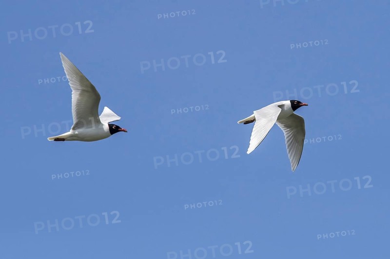 Two adult Mediterranean gulls