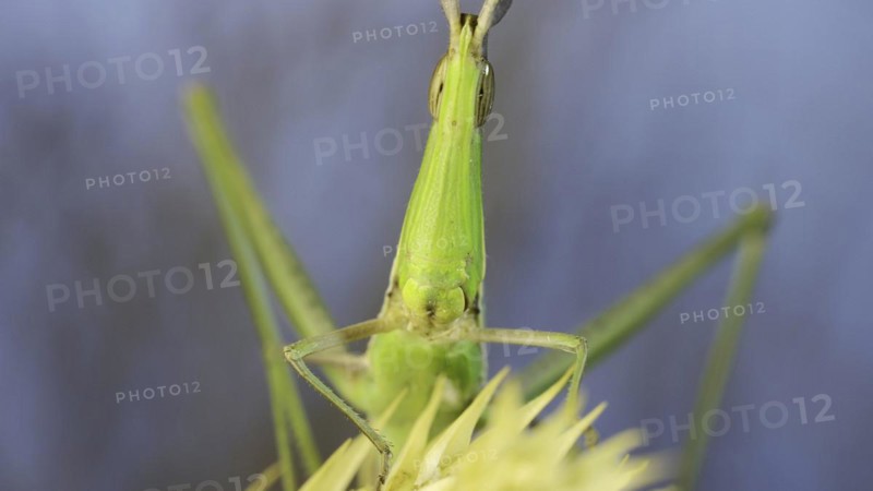 Frontal portrait of Giant green slant-face grasshopper Acrida sitting on spikelet on grass and blue sky background
