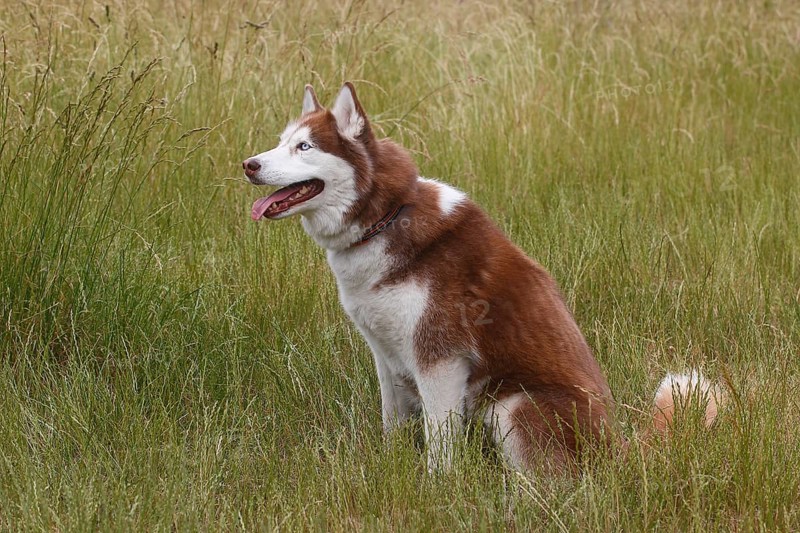 Siberian Husky