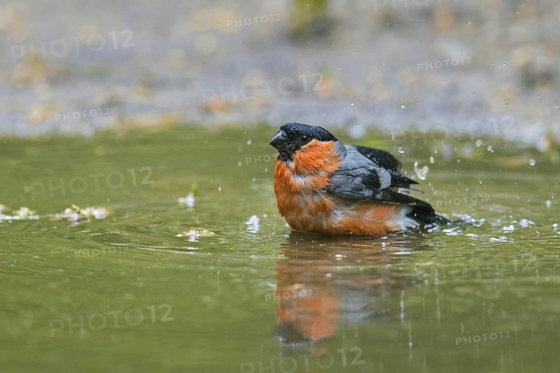 Eurasian bullfinch