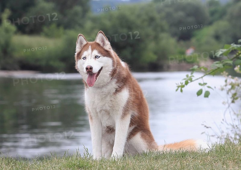 Siberian Husky