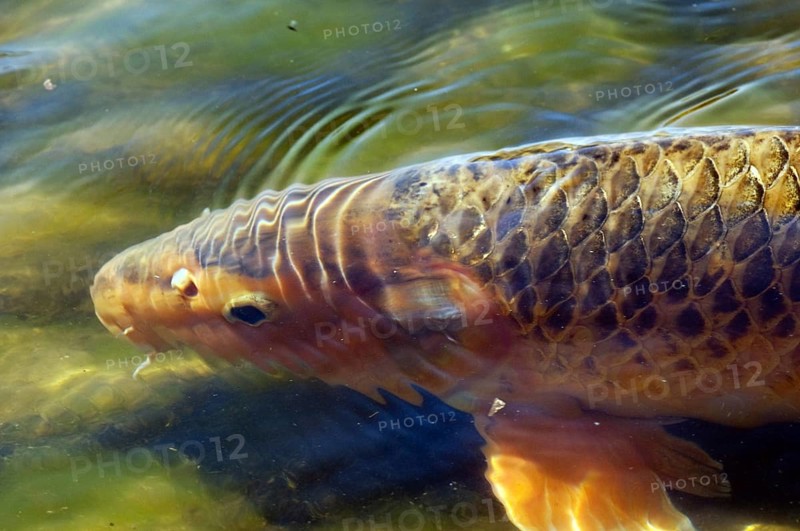 Koi Carp