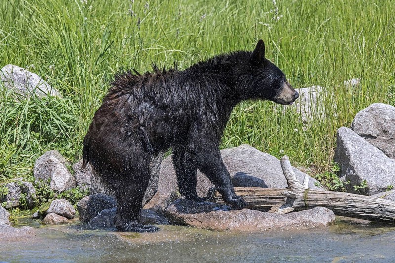 Young American black bear