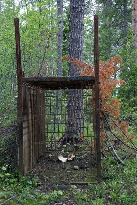 Brown bear