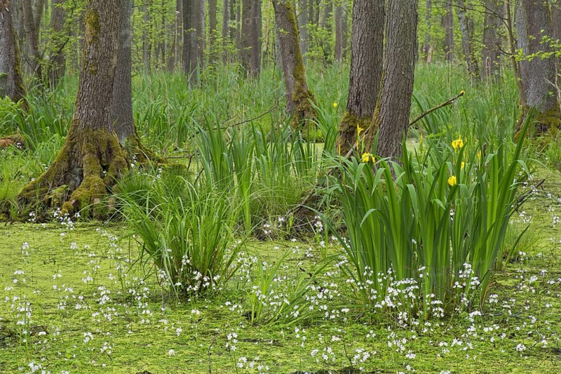 Alder carr showing black alder trees and aquatic plants like yellow flag