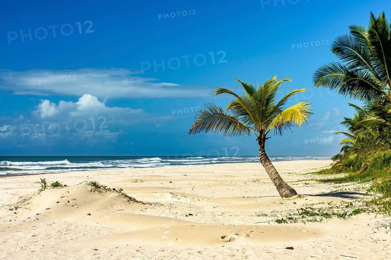 Sargi beach with its coconut trees on the sand on a sunny summer day in the city of Serra Grande on the coast of Bahia