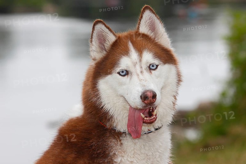 Siberian Husky