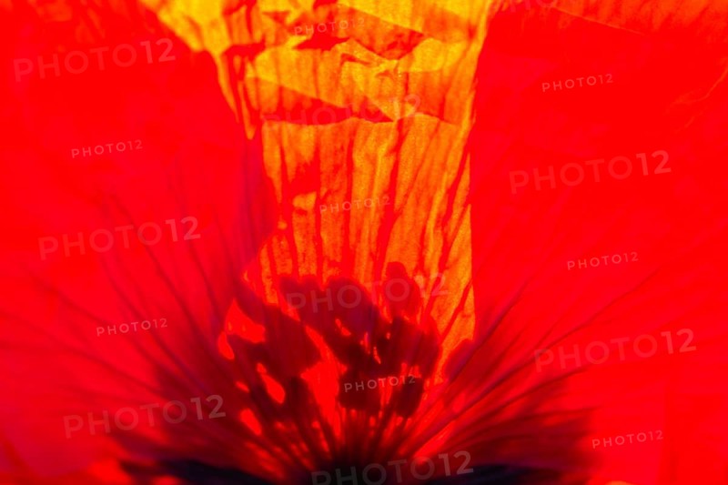 Gossip poppy