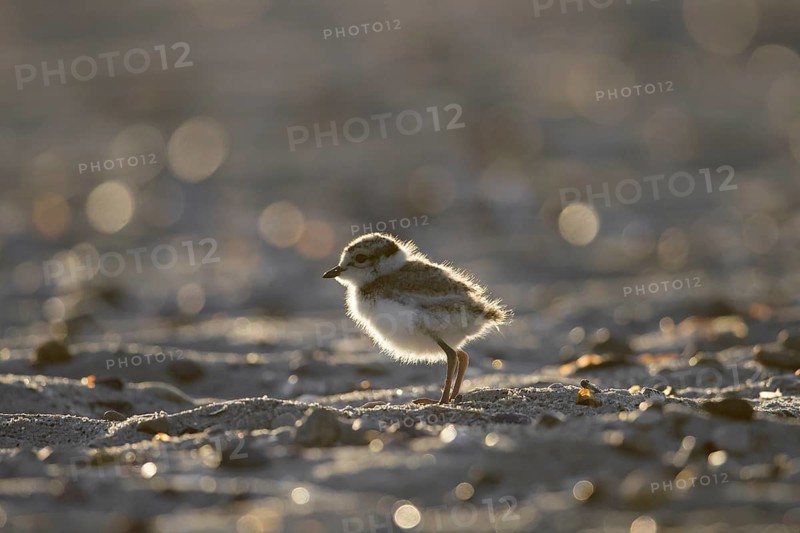 Cute common ringed plover
