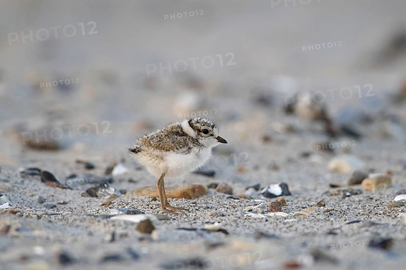 Cute common ringed plover