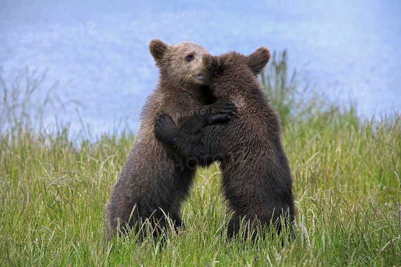 Two European brown bear