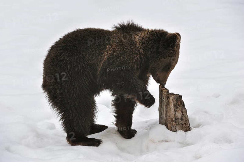 Curious two-year-old Eurasian brown bear