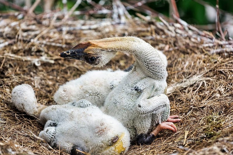 White stork