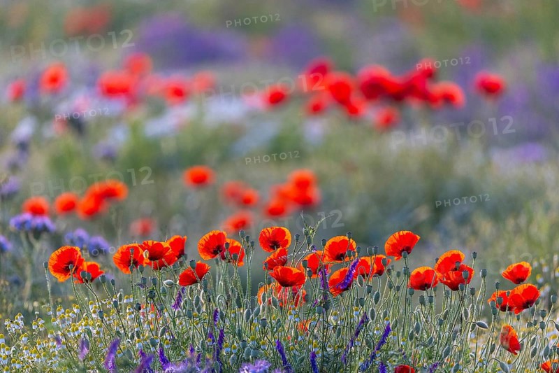 Poppy