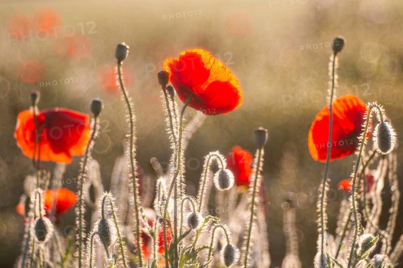 Gossip poppy