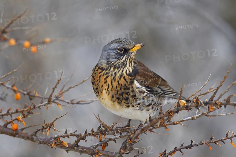 Fieldfare