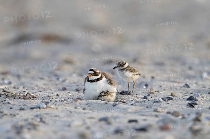 Common ringed plover