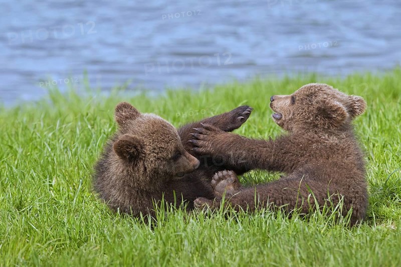 Two Eurasian brown bear