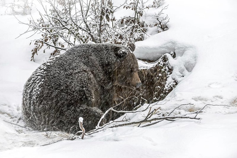 Brown bear