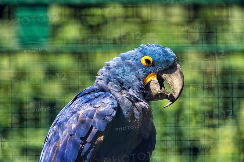 Hyacinth Macaw