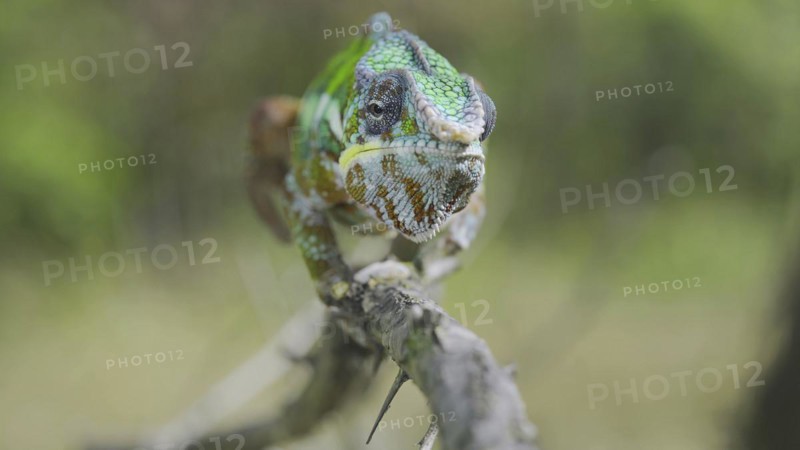 Green chameleon walks along branch and looksat around on bright sunny day on the green trees background. Panther chameleon