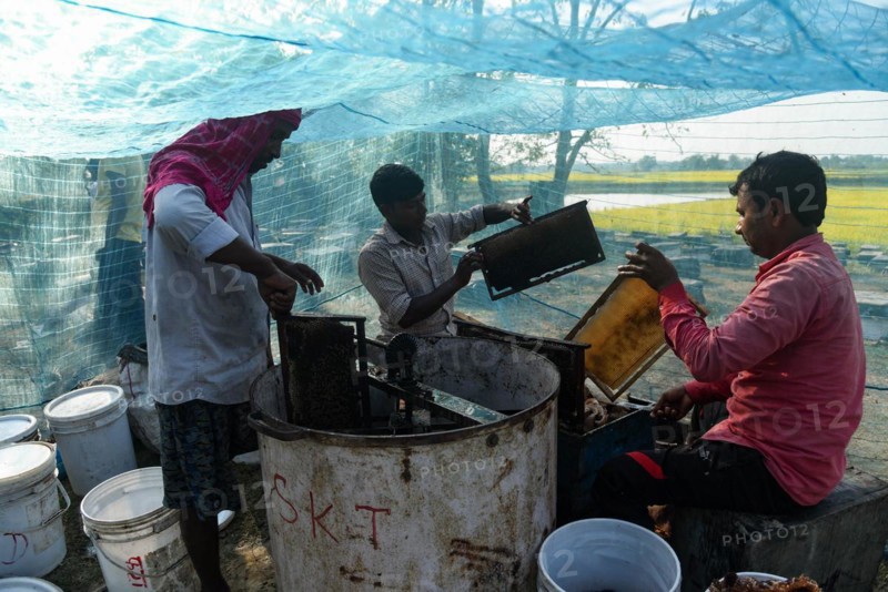 Bee keepers working in a bee farm near a mustards field in a village in Barpeta district of Assam in India on Wednesday 22 December 2021. The bee keeping business is one of the most profitable businesses in India. India has more than 3.5 million bee colonies. Indian apiculture market size is expected to reach a value of more than Rs. 30000 million by 2024