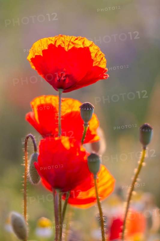 Gossip poppy