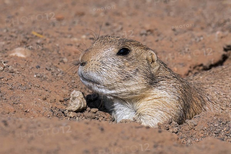 Black-tailed prairie dog