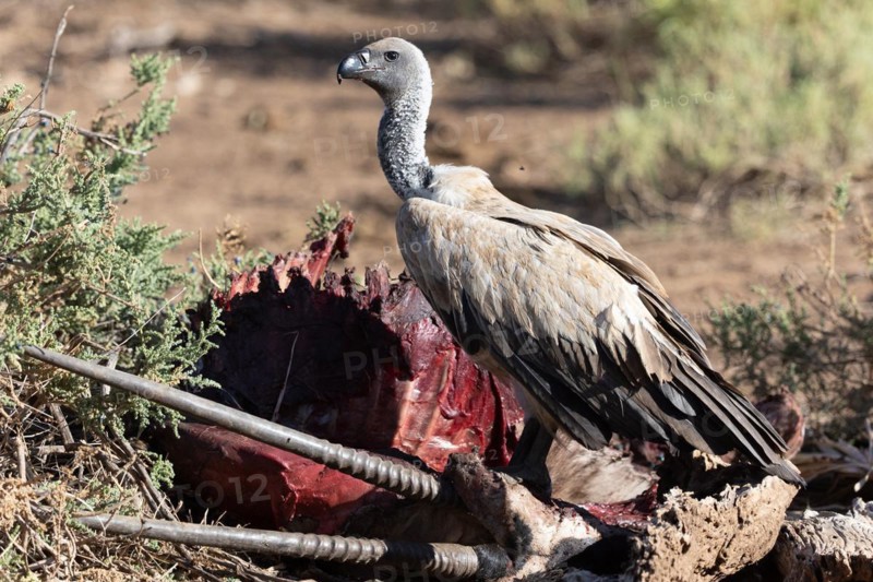 White-backed vulture