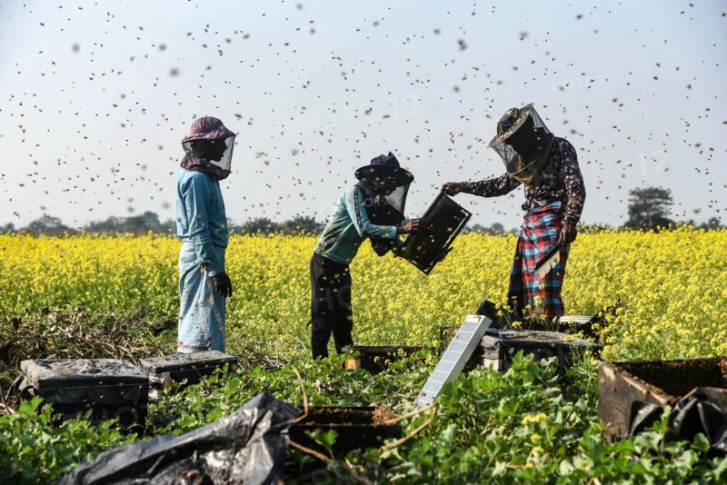 Bee keepers working in a bee farm near a mustards field in a village in Barpeta district of Assam in India on Wednesday 22 December 2021. The bee keeping business is one of the most profitable businesses in India. India has more than 3.5 million bee colonies. Indian apiculture market size is expected to reach a value of more than Rs. 30000 million by 2024