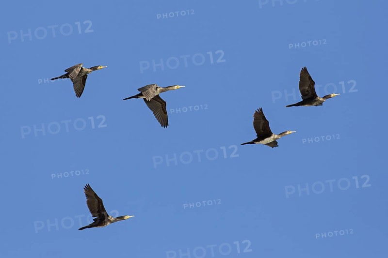 Flock of great cormorants