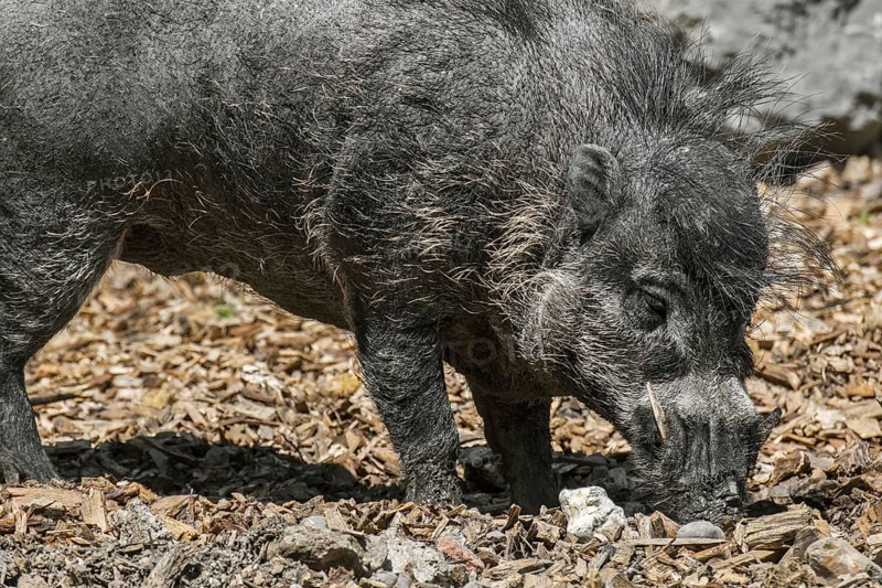 Visayan warty pig