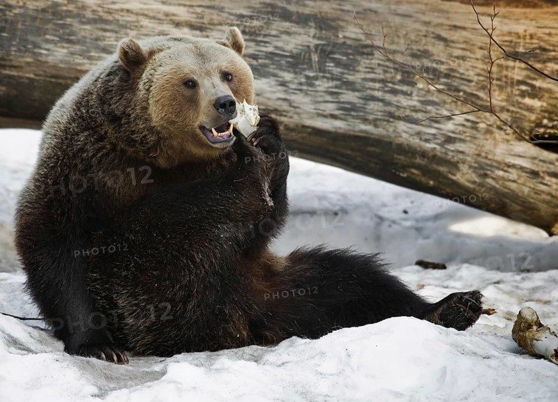 Eurasian brown bear