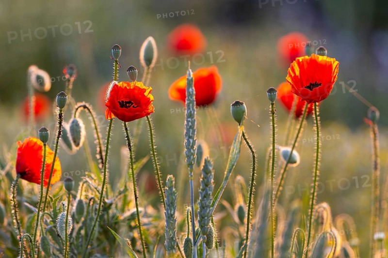 Gossip poppy