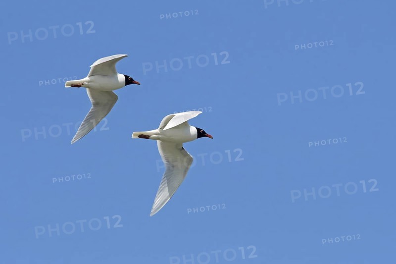 Two adult Mediterranean gulls