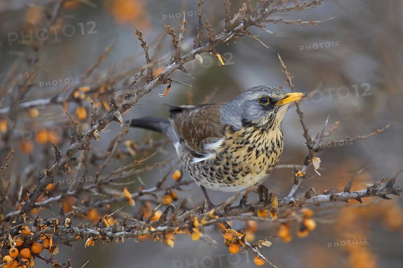 Fieldfare