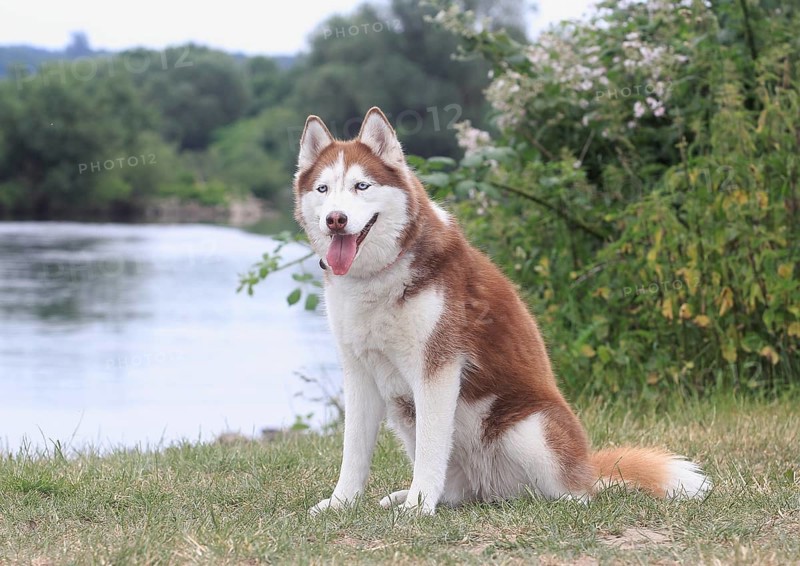 Siberian Husky