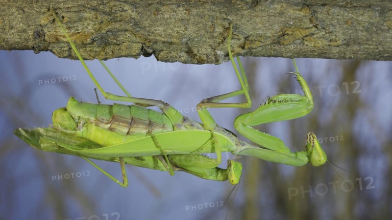 Couple of praying mantis mating hanging under tree branch. Transcaucasian tree mantis