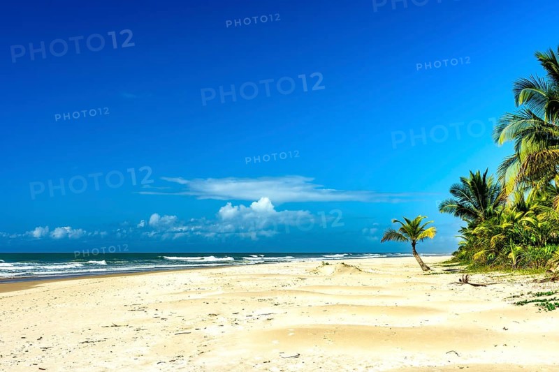 Coconut trees by the sea at the beautiful Sargi beach in Serra Grande on the coast of Bahia